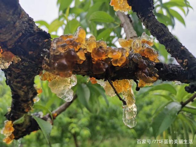 今日哈尔滨最新疫情.一亩桃树能产多少桃胶-第3张图片