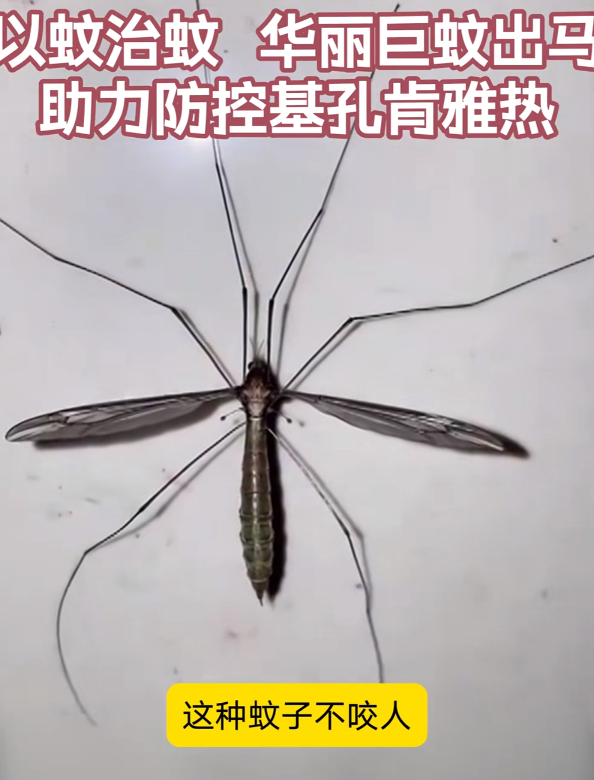 青岛疫情-青岛疫情蚊子最新消息-第2张图片